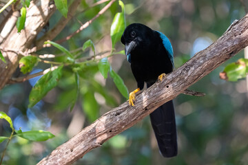 Yucatán jay