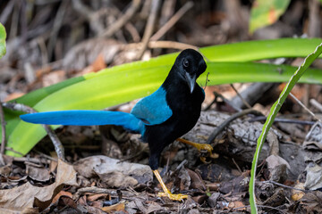 Yucatán jay