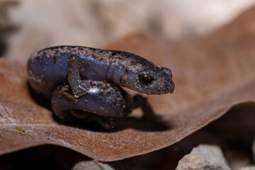 Yucatán mushroomtongue salamander on a leaf