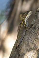 Common basilisk