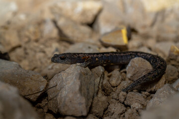 Yucatán mushroomtongue salamander on rocks