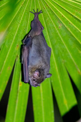 Jamaican fruit bat