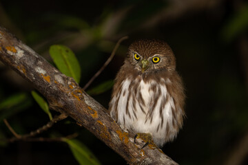 Ferruginous pygmy owl on perch