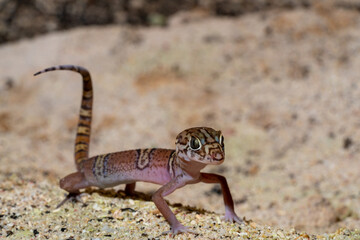 Yucatán banded gecko