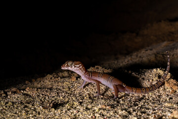 Yucatán banded gecko