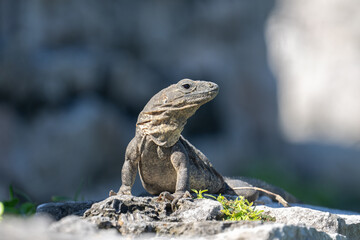 Black spiny-tailed iguana