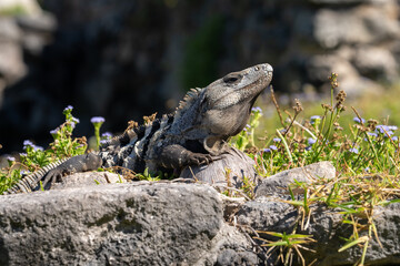 Black spiny-tailed iguana