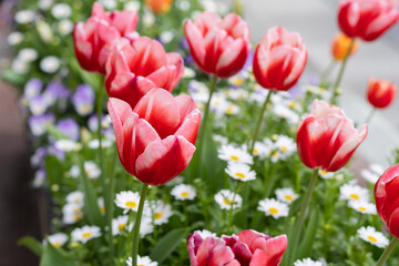 Beautiful red tulips planted on the side of the road