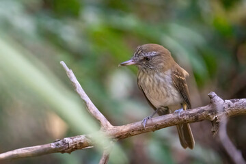 Bright-rumped attila on a perch