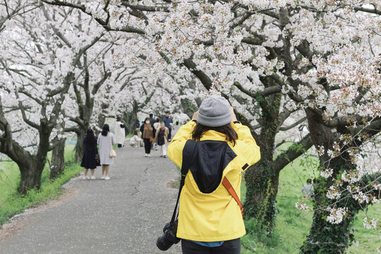 Tourists taking pictures of cherry blossom trees in full bloom