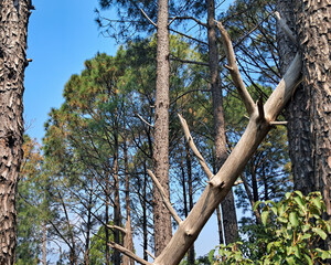 tree in the woods