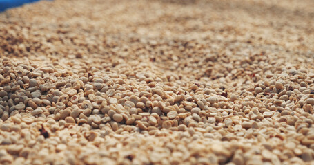 Raw coffee beans heap dry green seed unroasted grain in eco farm. Aroma espresso farm plant coffee bean agriculture objects. Sun dried Freshness Arabica processing harvest black coffee