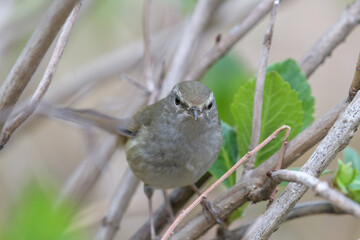 春告鳥の別名を持つウグイス