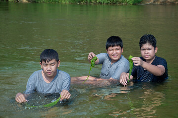 Asian boys hold freshwater algae that grows naturally in a river. Idea for studying nature,...