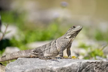 Black spiny-tailed iguana © Griffin