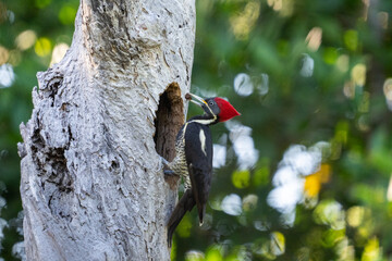 Lineated woodpecker