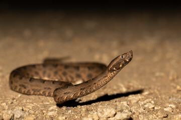 Yucatán Hognose Viper