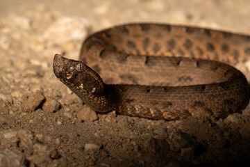 Yucatán Hognose Viper