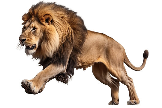 lion pouncing on prey on a transparent background, Generative Ai