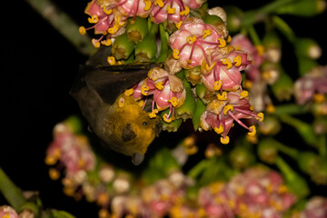 Jamaican fruit bat pollinating flower