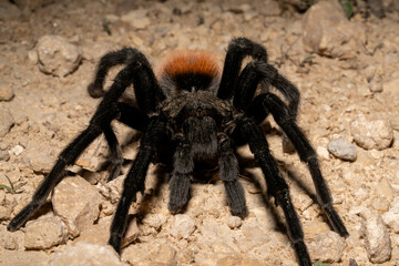 Yukatan Rust Rump Tarantula