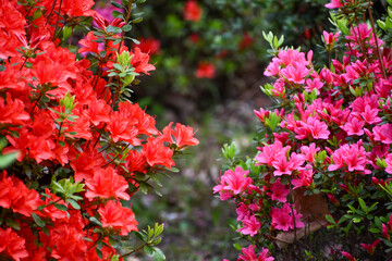 赤とピンクのツツジの花