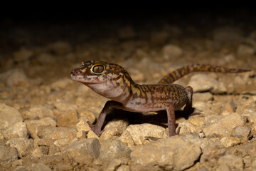 Yucatán banded gecko