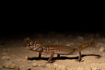 Yucatán banded gecko