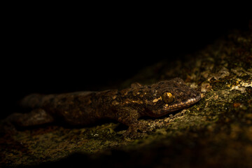 Turnip-tailed gecko