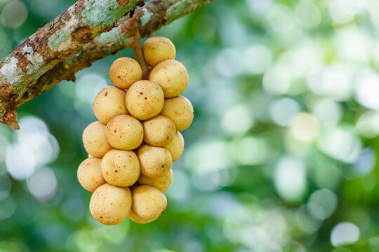 Southern langsat or Longkong fruit hanging on tree