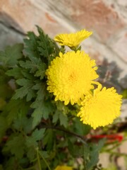yellow flower in the garden