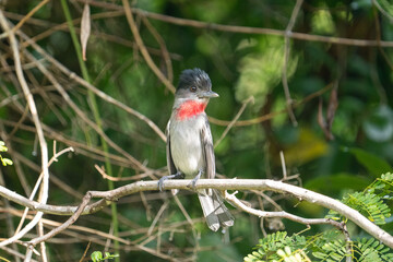 Rose-throated becard