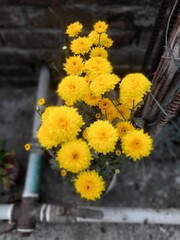 yellow flower in the garden