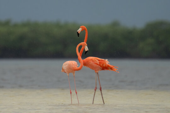 American flamingo pair