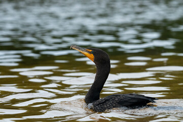 Neotropic cormorant