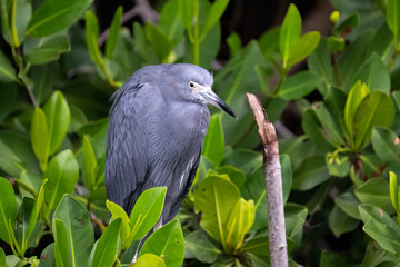 Little blue heron