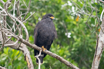 Common black hawk