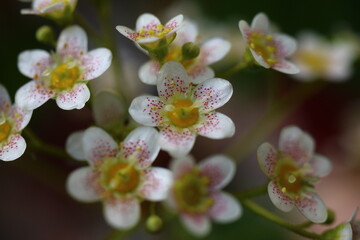 skalnica gronkowa saxifraga paniculata © Perovskia