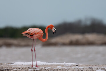 American flamingo 