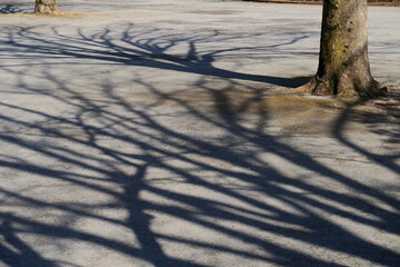 ケヤキの枯れ木の影を映す冬の砂地の公園広場 - obrazy, fototapety, plakaty