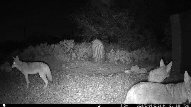 Group of coyotes gathering at night - HD video