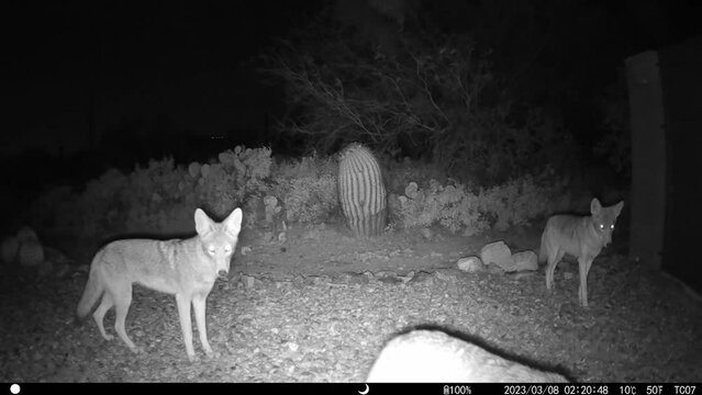Pack of coyotes gathering at night - HD video
