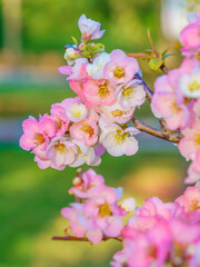 Flowers in bloom in Beijing parks in spring