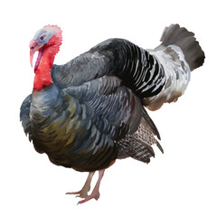 turkey with style hand drawn digital painting illustration