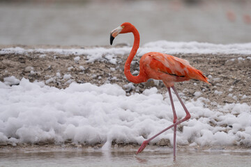 Fototapeta premium American flamingo 