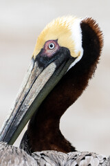 Brown pelican