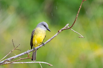 Obraz premium Tropical kingbird
