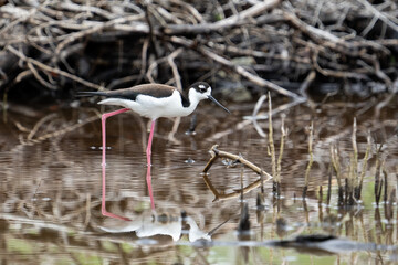 Black-necked stilt