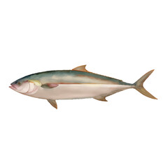 tuna with style hand drawn digital painting illustration