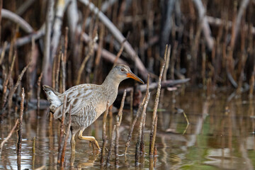 Clapper rail